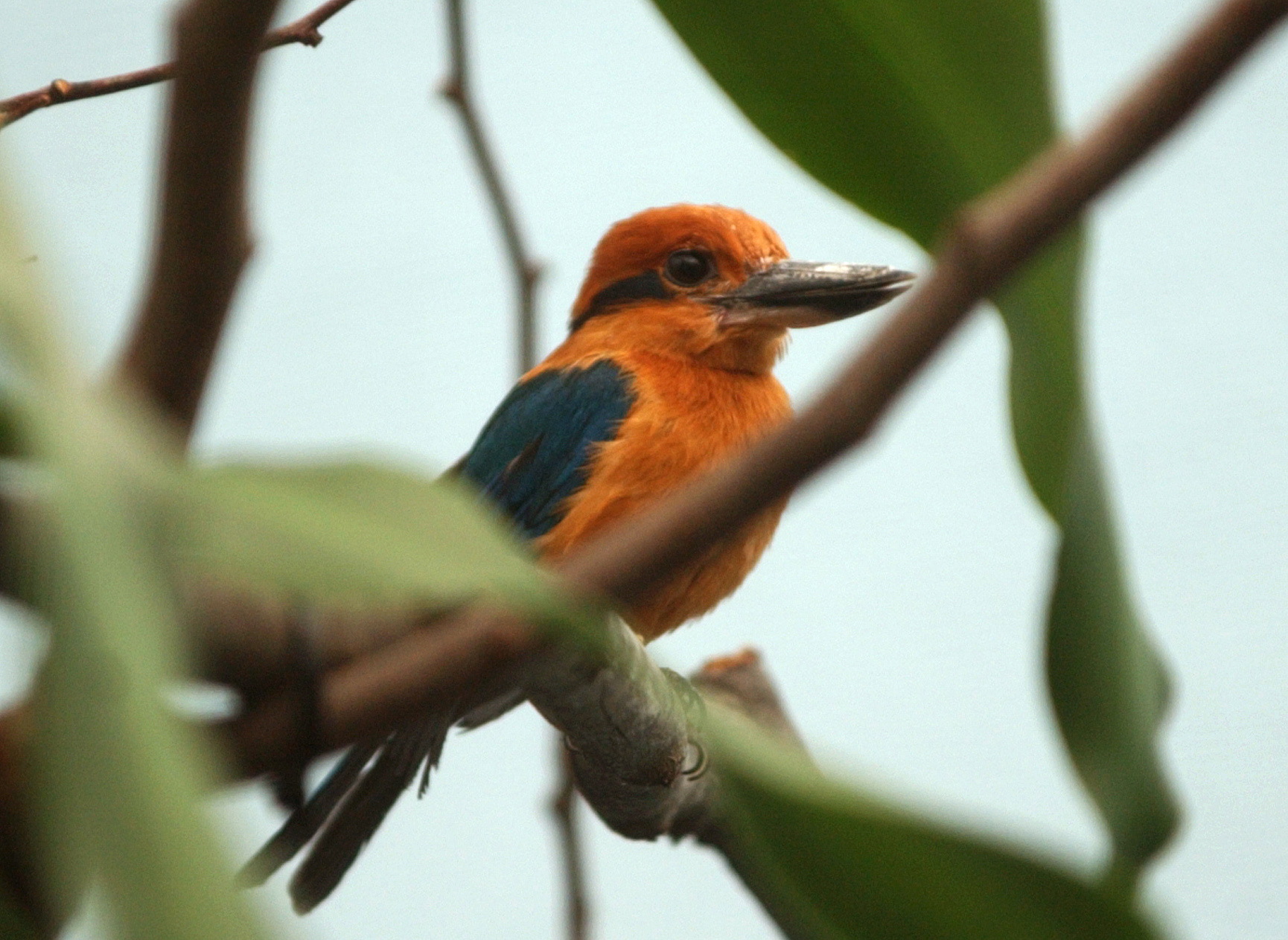  KINGFISHERS