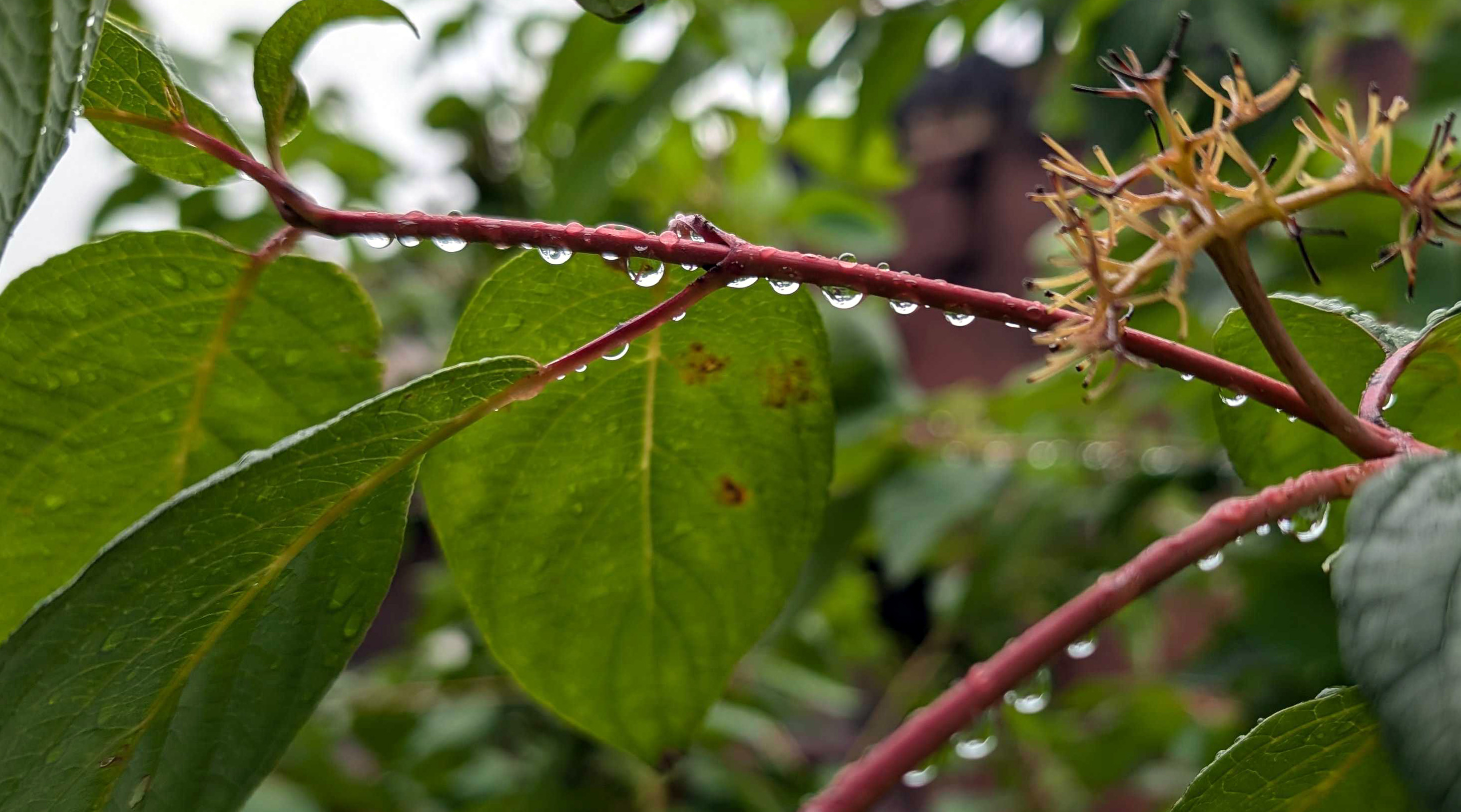 Raindrops