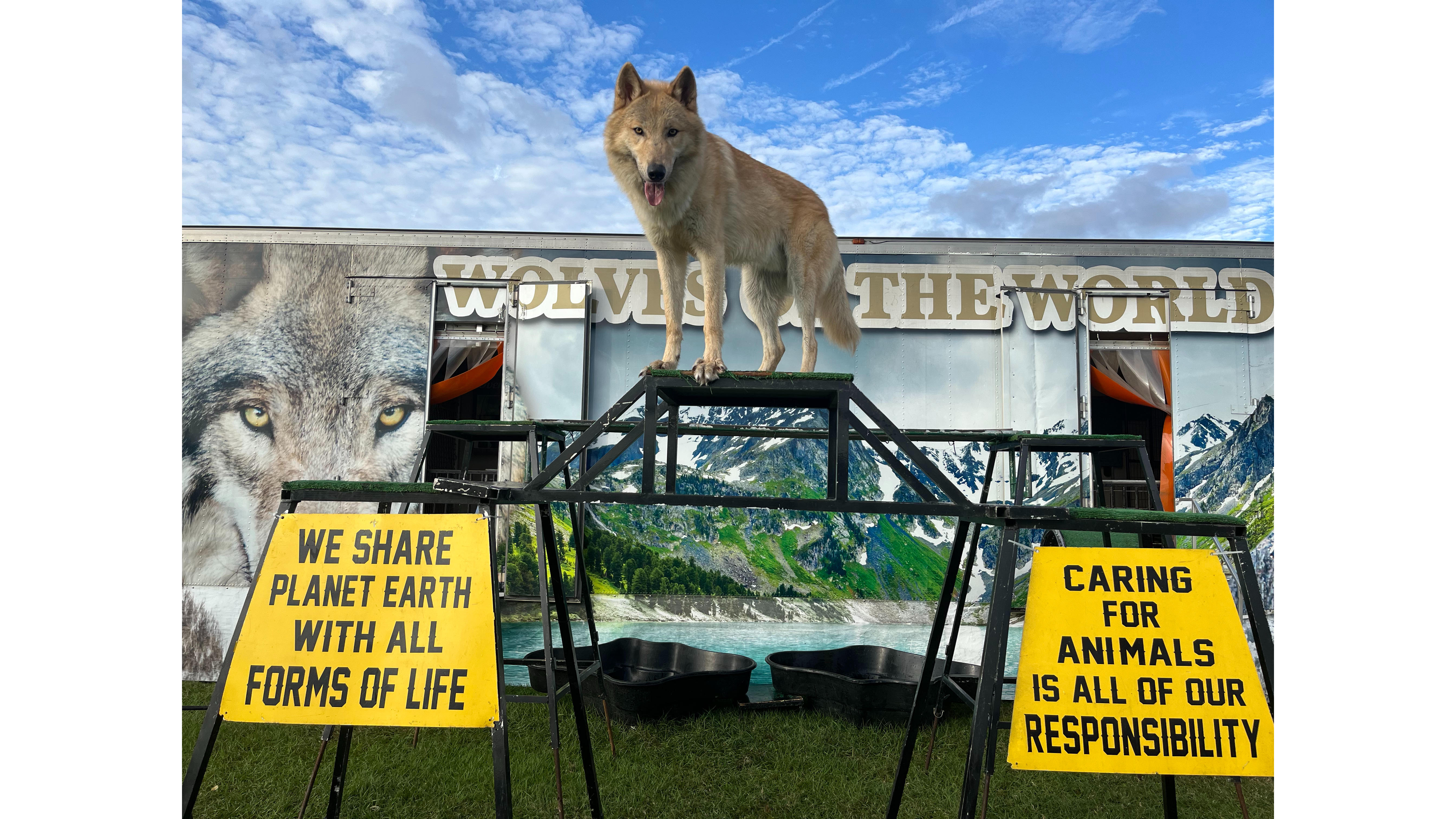 Wolves of the World 