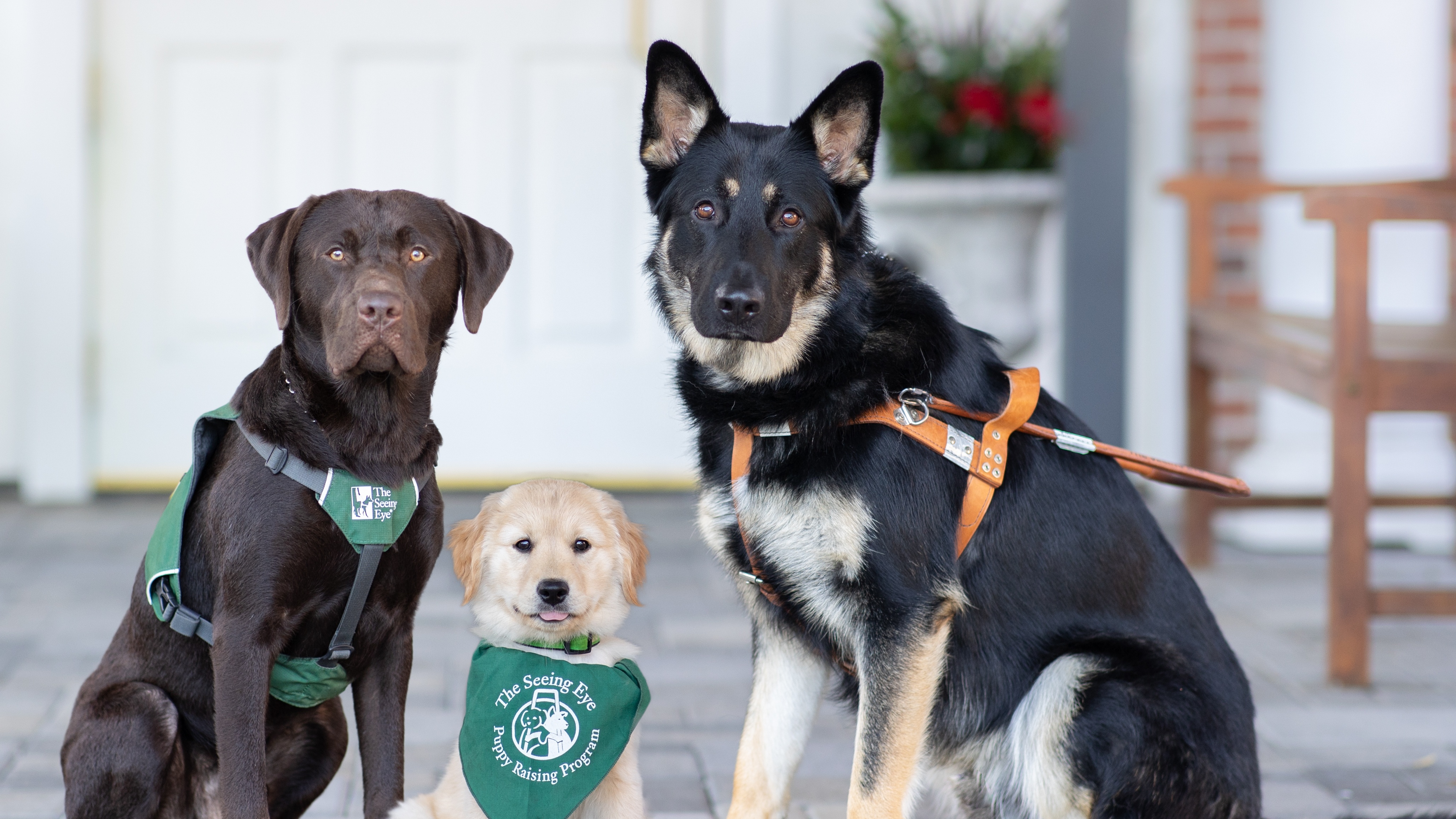 The Seeing Eye graduates with puppies 